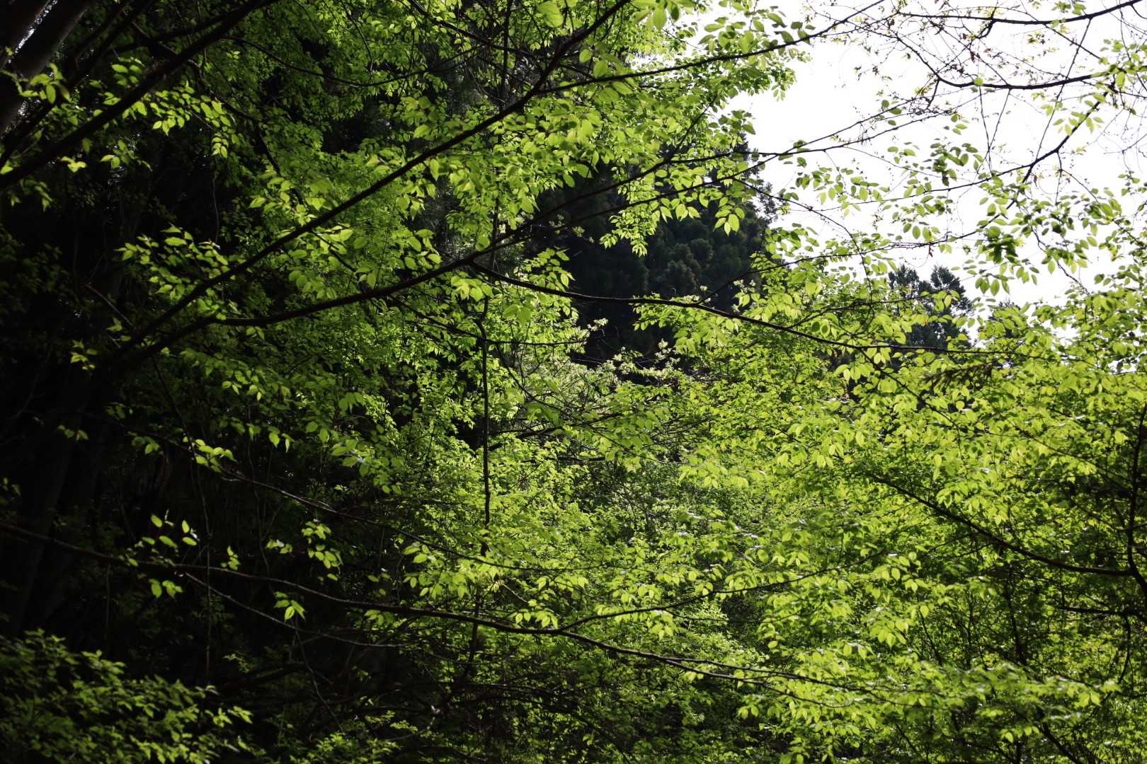 十二ヶ岳 往復コースの写真