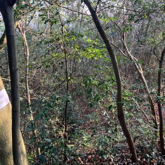 琵琶湖の湖岸に下りれます