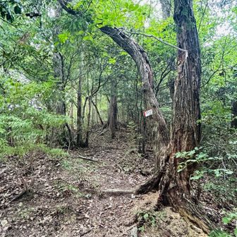自然林帯。
このコース、この辺の森が一番綺麗。