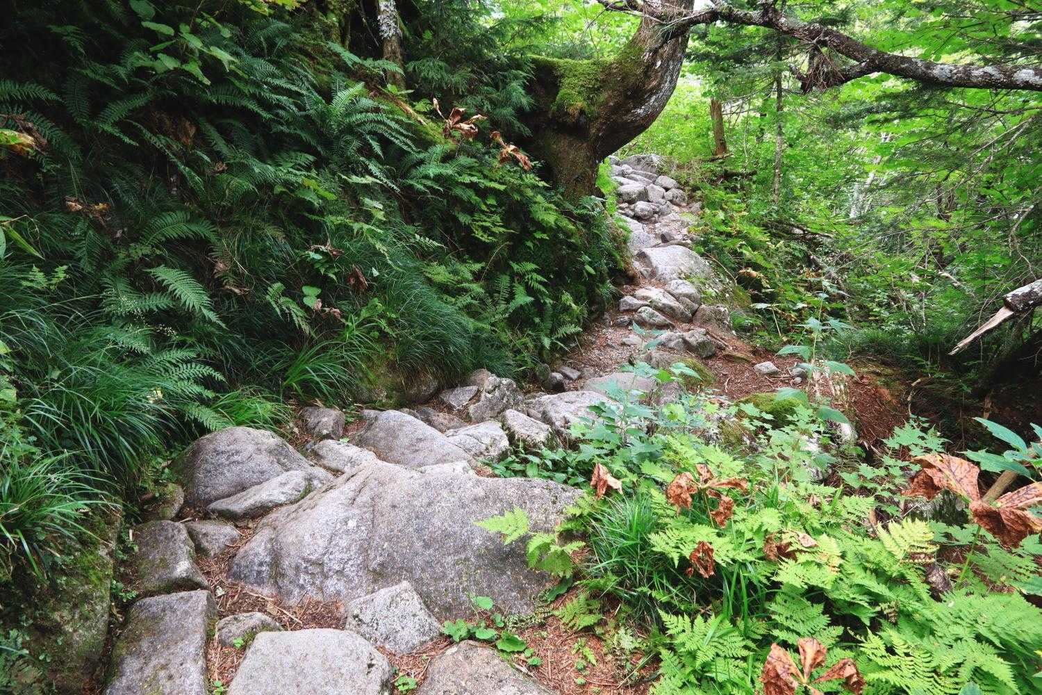 槍平から林道まではずっとこんんな感じです。
道自体はほぼ平坦ですが、足元はゴツゴツしてて足の置き場に気をつかいます。
正直、僕にとって得意な道ではありませんでした。
