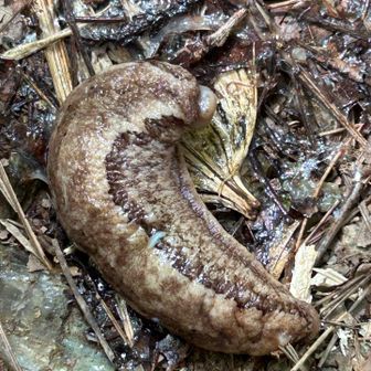 😱ゲッ、なんだこの生き物は⁈😵‍💫😵