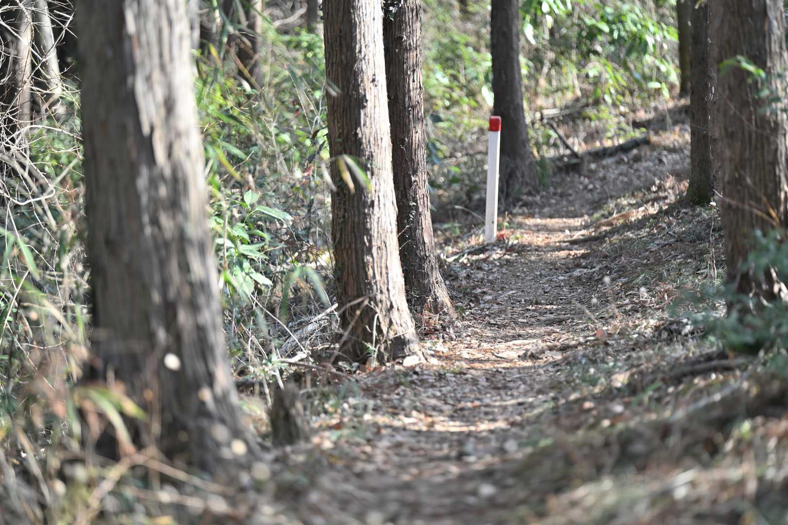 そして、しばらく歩くと…