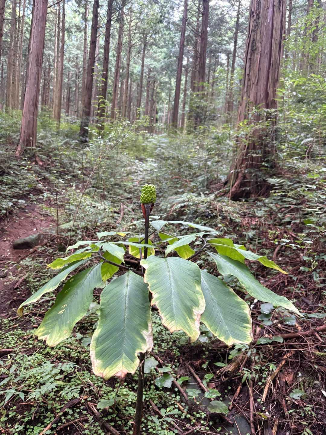 林の中で存在感が半端ない