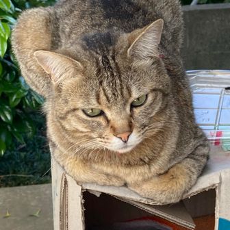 こしこし🐈🐈