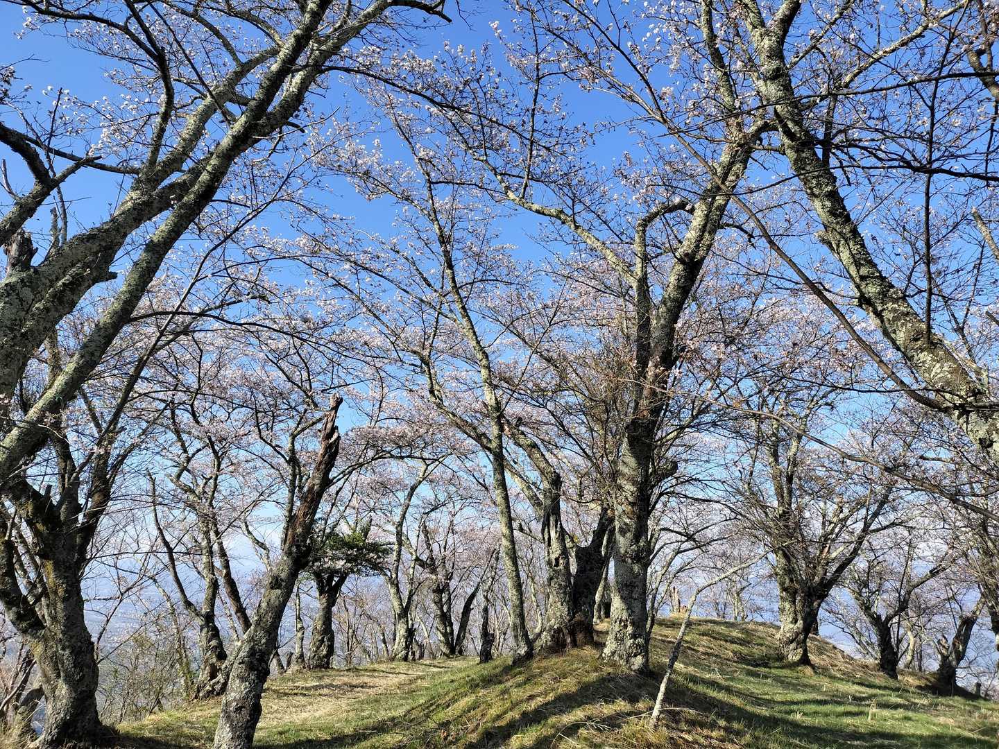 山頂近辺。
満開まではあと2～3日って感じでしょうか。