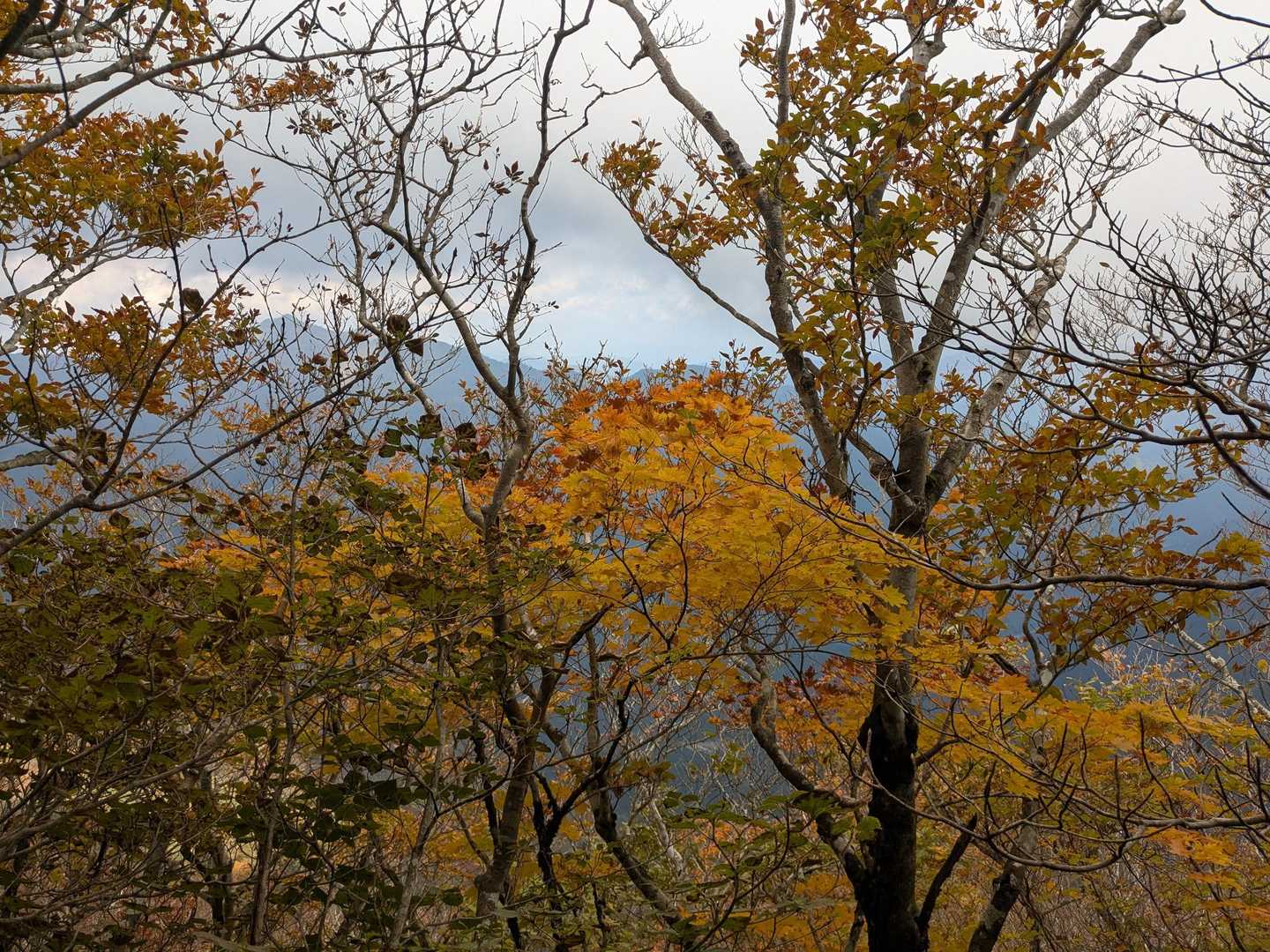 旧寒風山トンネル南口-桑瀬峠-寒風山-笹ヶ峰 往復コースの写真