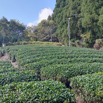この辺りは茶処です🍵