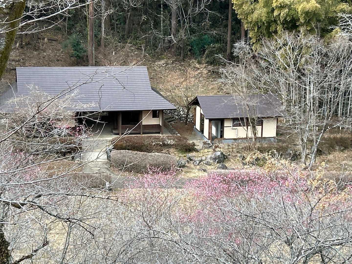 梅開花風情あり