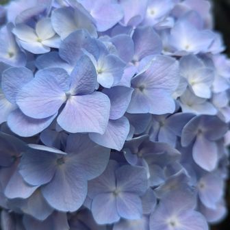 よく見る紫陽花やけど
よ〜く見ると…
めっちゃ綺麗やん
ふぁ〜んて色合いが