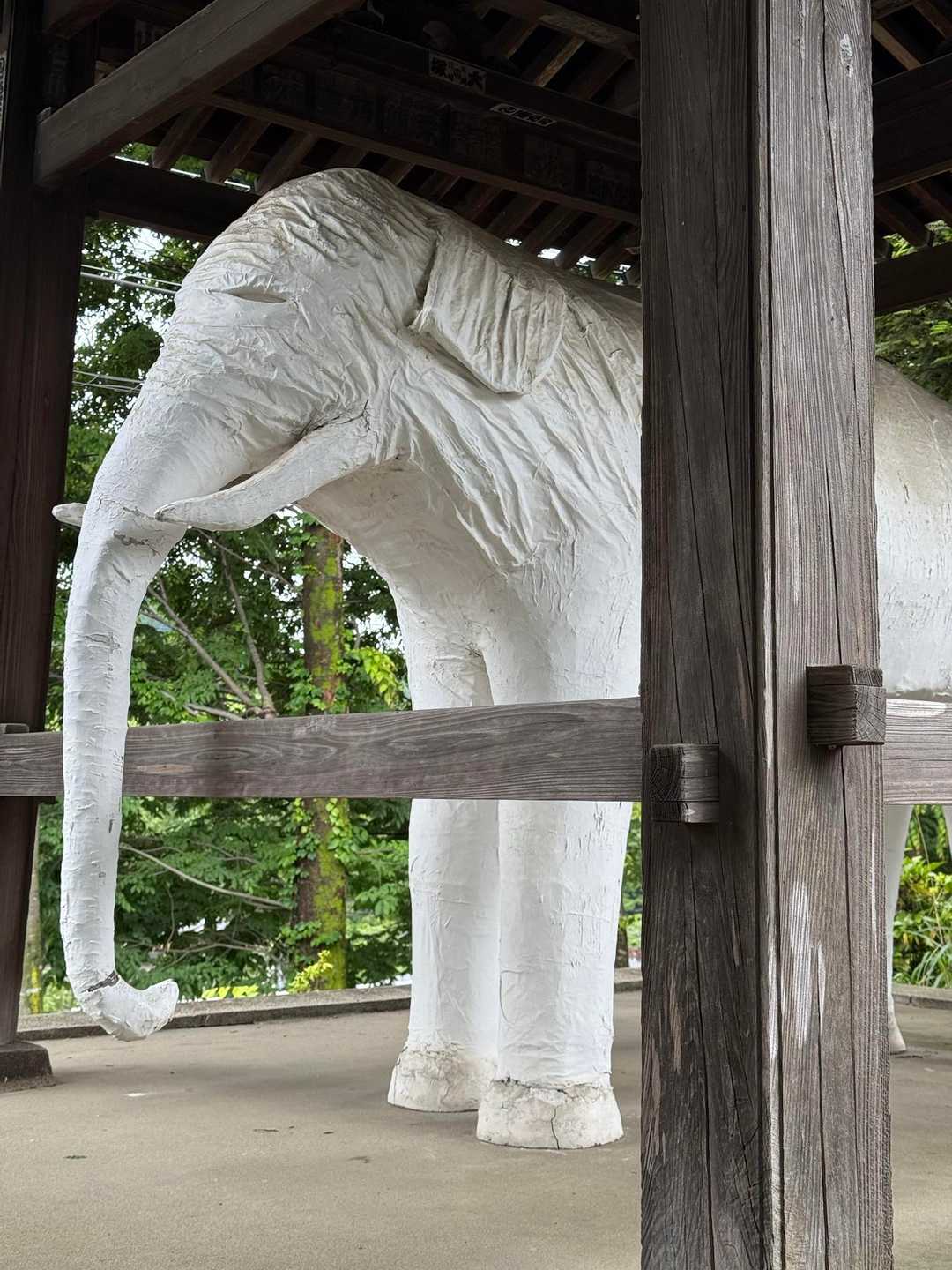 白い象だった😳