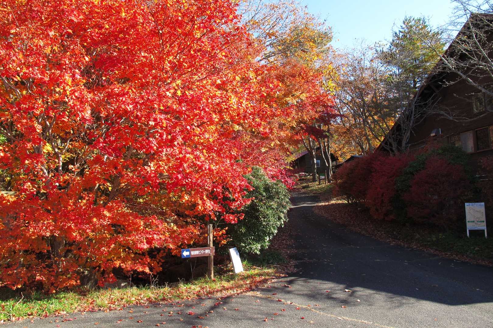 登山道入り口🍁