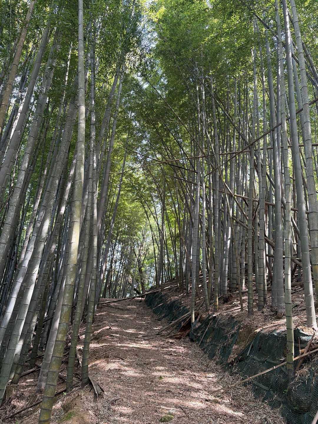 竹林の登山道
笹の葉フカフカ〜🎶
筍、ニョキニョキ〜😄
気持ち良い道😍