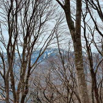 木々の向こうに見える雪山はどこだろう⁉️