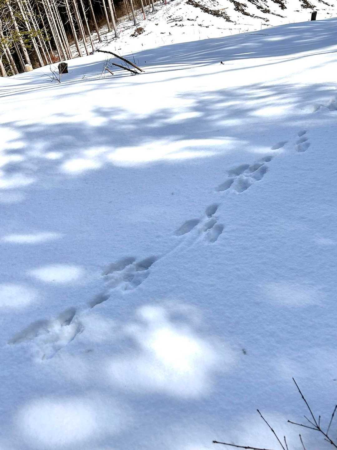 これはうさぎかな😘