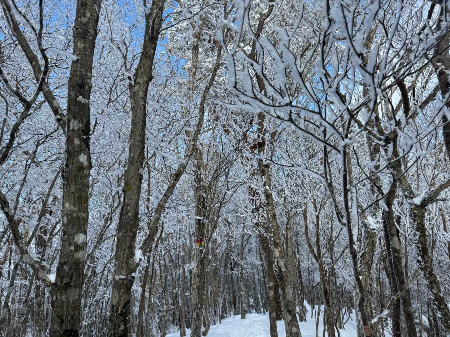 観音峰登山口-観音平-観音峯山 往復コースの写真