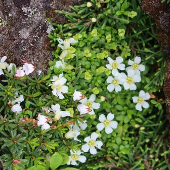 ここにはイワウメ
右上イワヒゲと左ツガザクラもコラボ