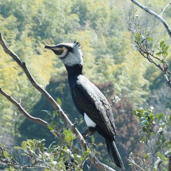 wangel（ワンゲル）