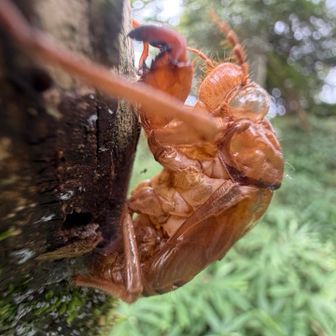 セミの抜け殻