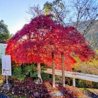 鮮やかな紅葉をアップでパチリ📸🍁🍁🍁