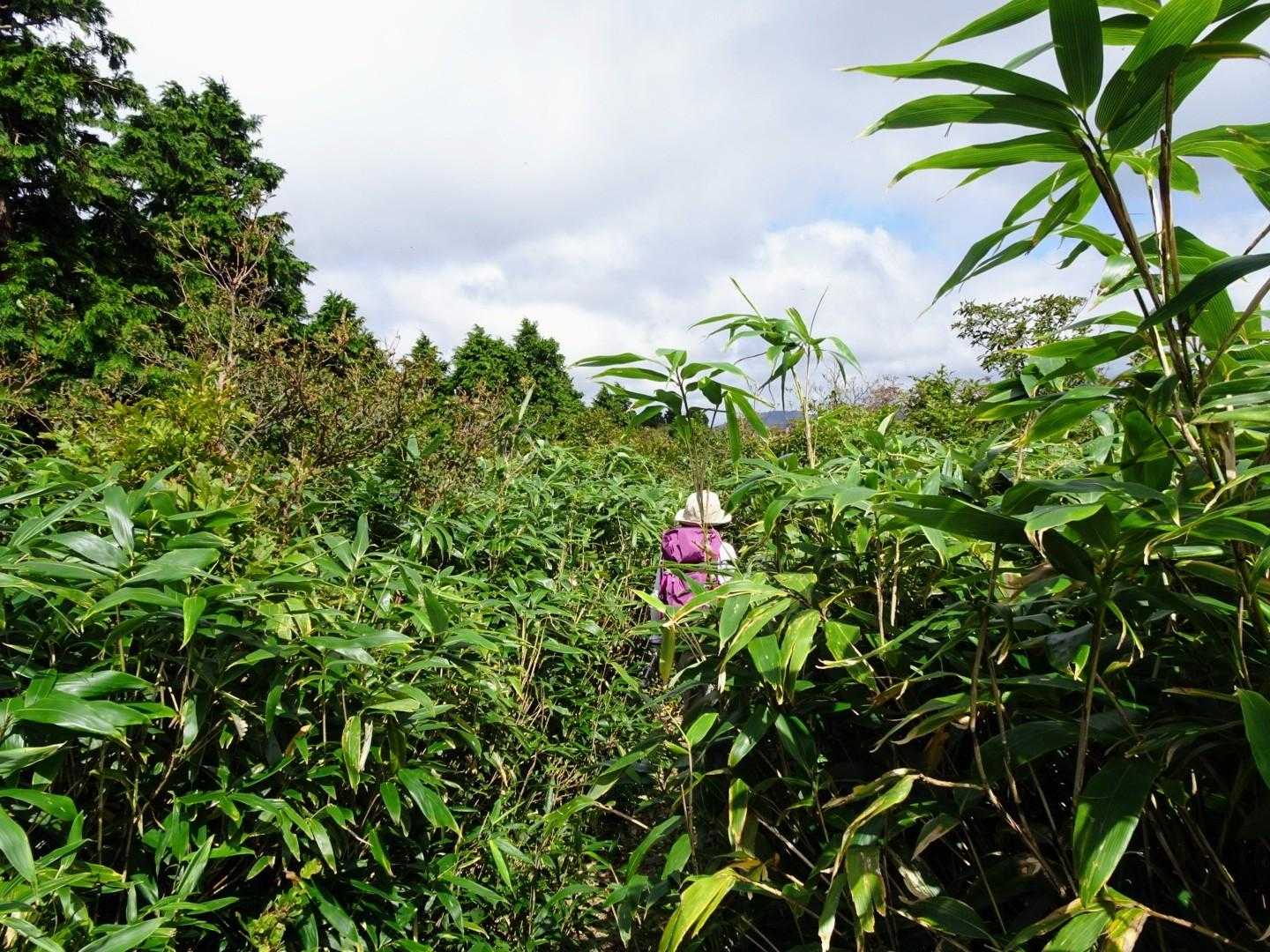 距離は短いけど背丈ほとの笹薮の中を進む😵