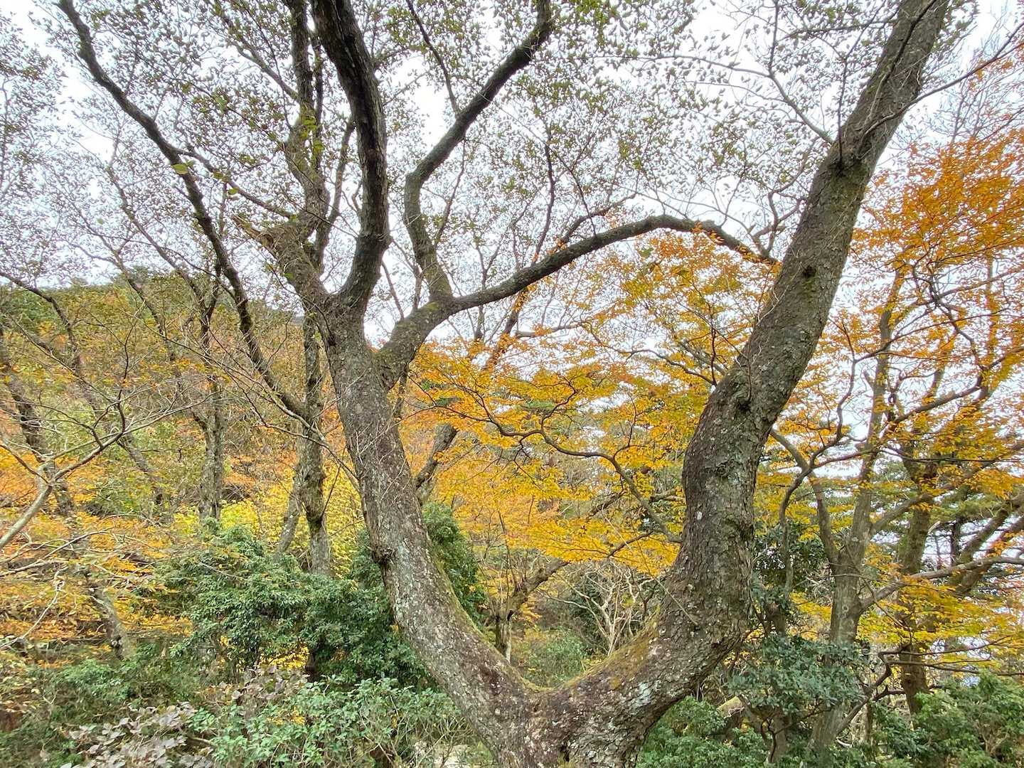 三池岳登山口-三池岳-八風峠 周回コースの写真