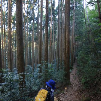 行縢山 人工林を進みます