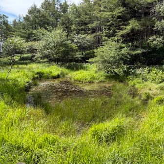 羽衣の池もきちゃない、、😱