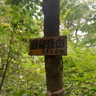 ③雌龍籠山、351m
展望なし。藪と蜘蛛の巣との闘いでした💦🕸️
本日最高峰。