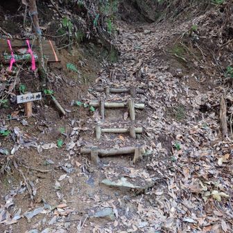 登山口から道が急に狭くなり枝やロープを掴みながらよじ登る箇所が出てきます。