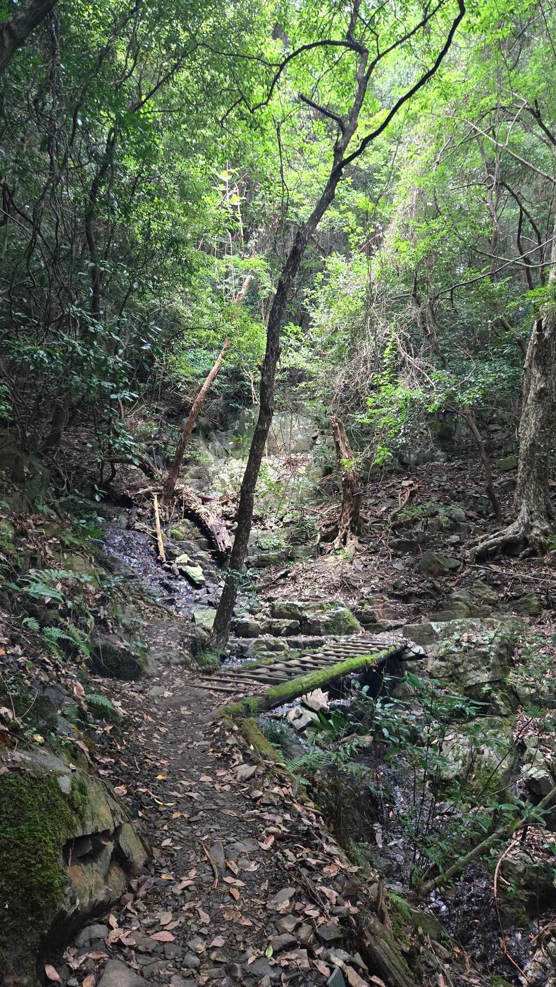 市の瀬峠-皿倉山 往復コースの写真