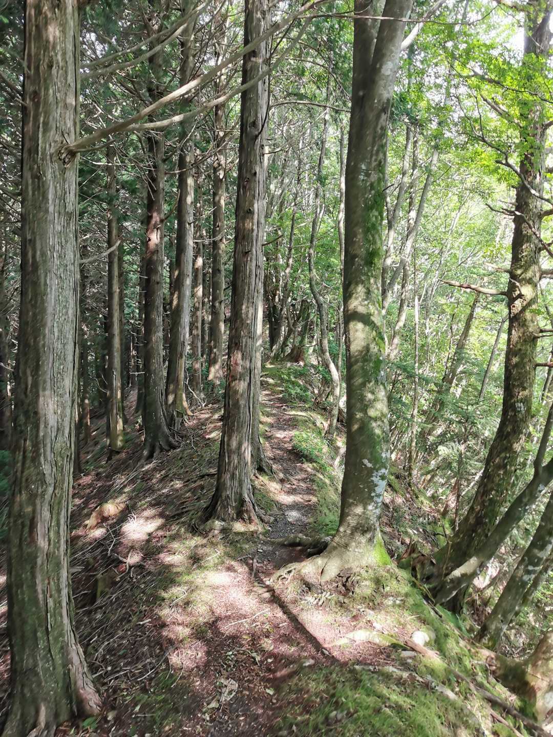 南尾根登山口-大札山 往復コースの写真