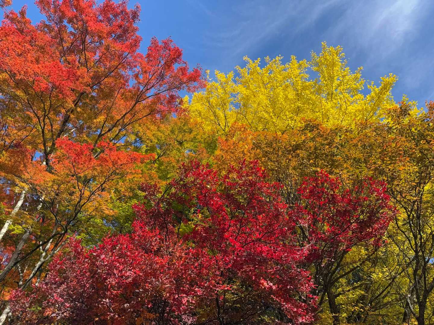 青空に赤や黄色が鮮やか✨✨✨
これが見れて幸せ😍