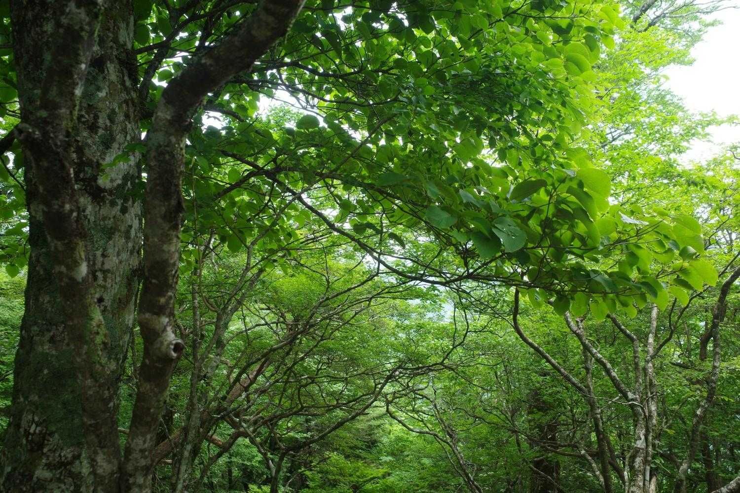 行者還岳 往復コースの写真