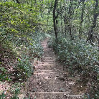 大和葛城山のダイトレ下りは膝を潰しにかかってる