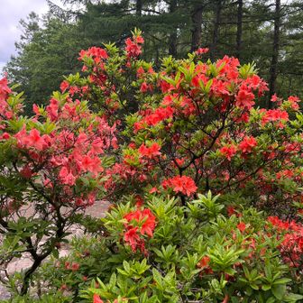 小屋前のレンゲツツジ🌺