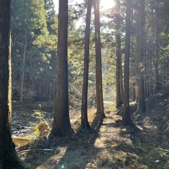 木漏れ日がいいかんじです。