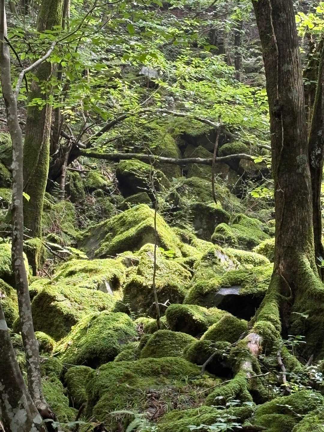 キツネノカミソリは完全に終わってましたが
むした苔に光があたってキレイでした