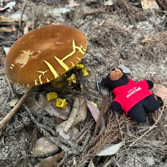 デカ目のキノコ🍄