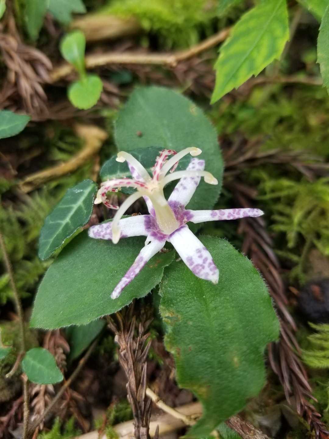 ヤマジノホトトギス🌼
可愛いね😊
