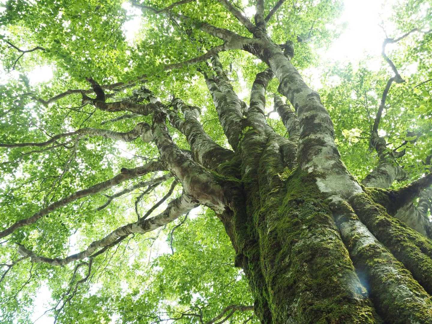 大段ヶ平登山口-氷ノ山 往復コースの写真
