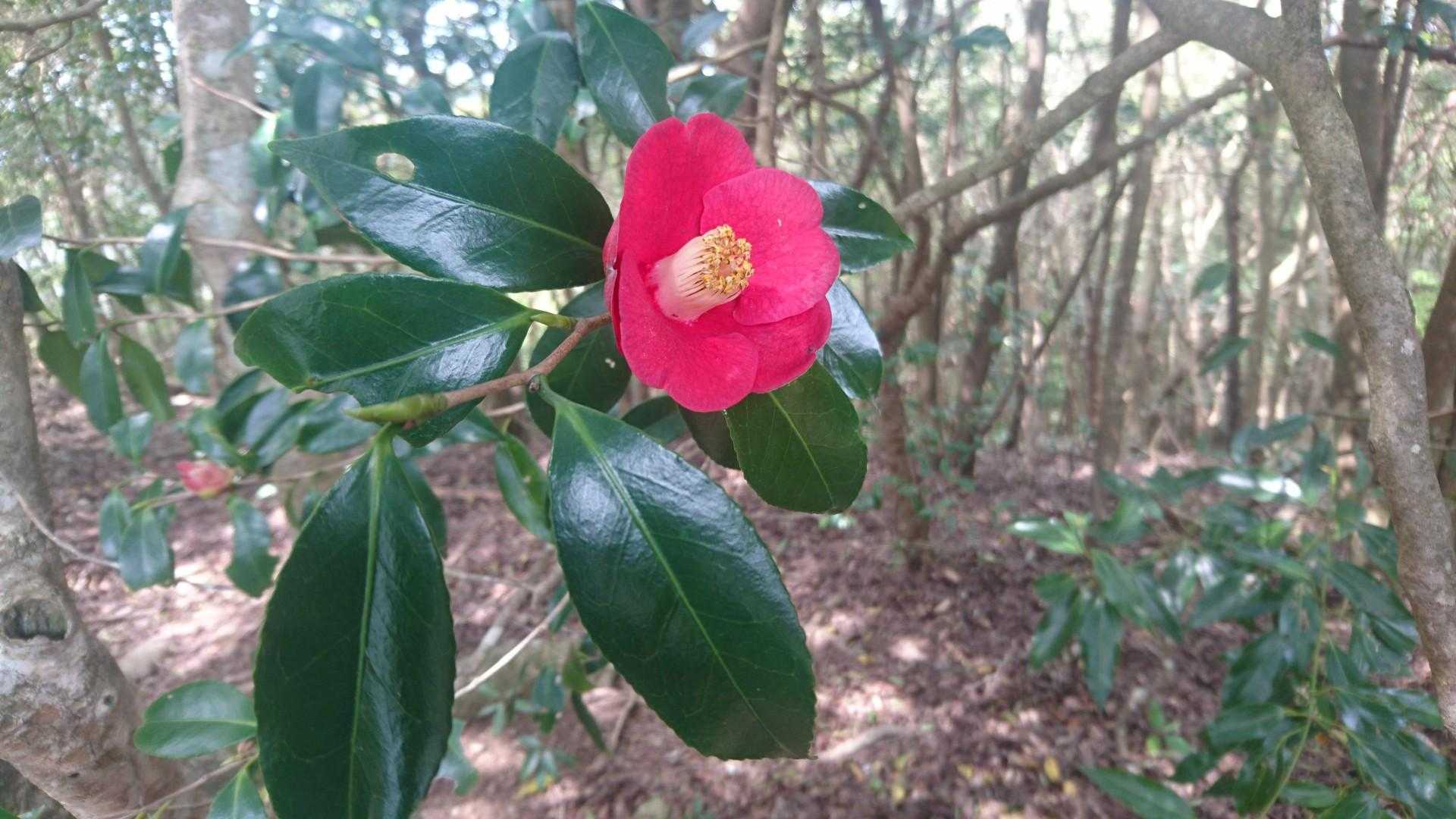 綺麗に咲いてました🌹