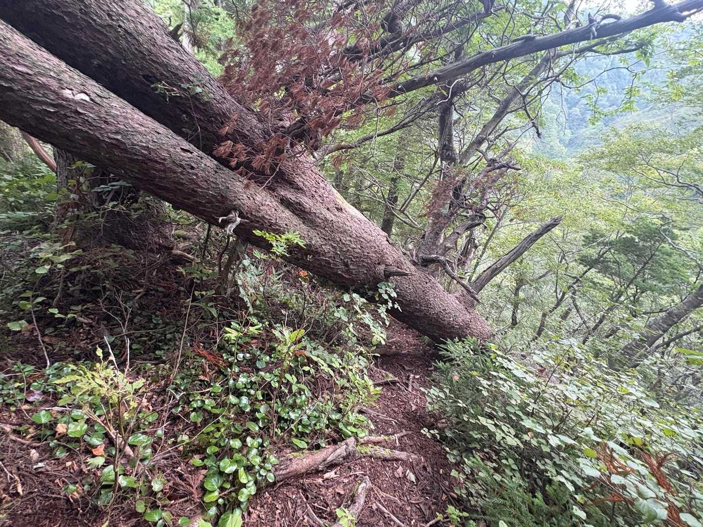 厄介な倒木も出てきます