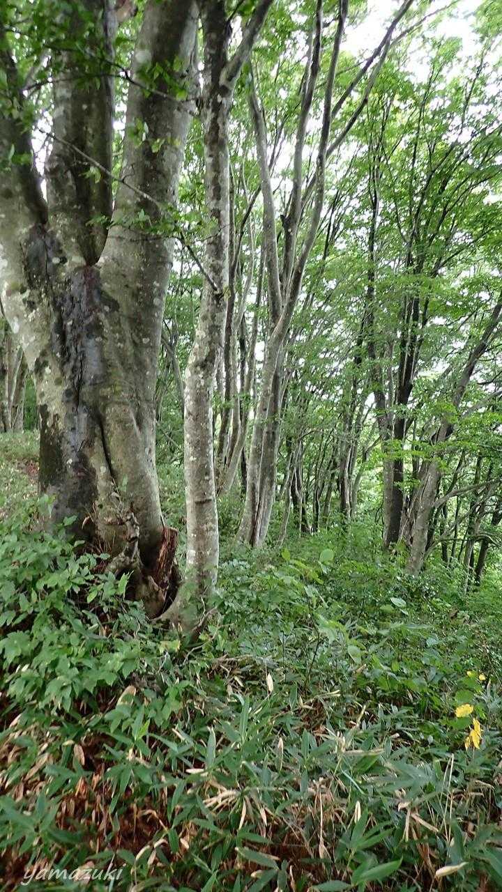 関沢登山口-櫛形山 往復コースの写真