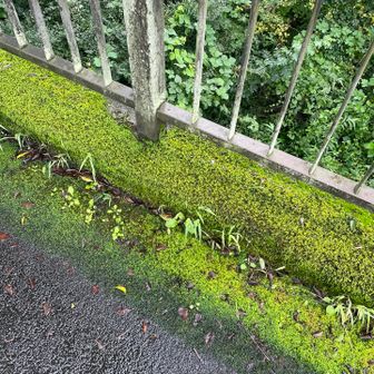 道端に立派なハイゴケ地帯を発見