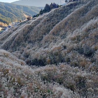 見事なススキ🌾です
もふもふ🌾