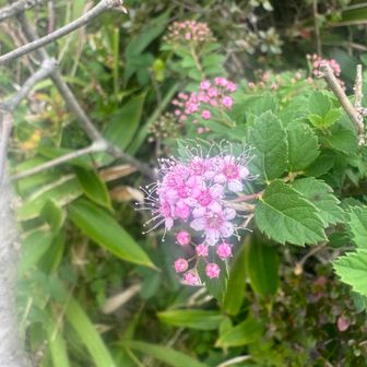 このお山、花が多い😃