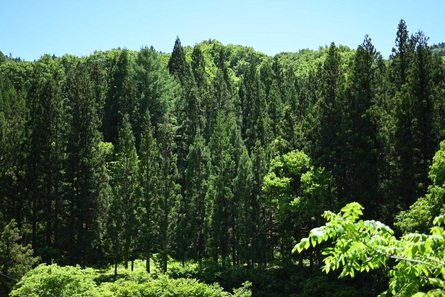 尾白山 往復コースの写真