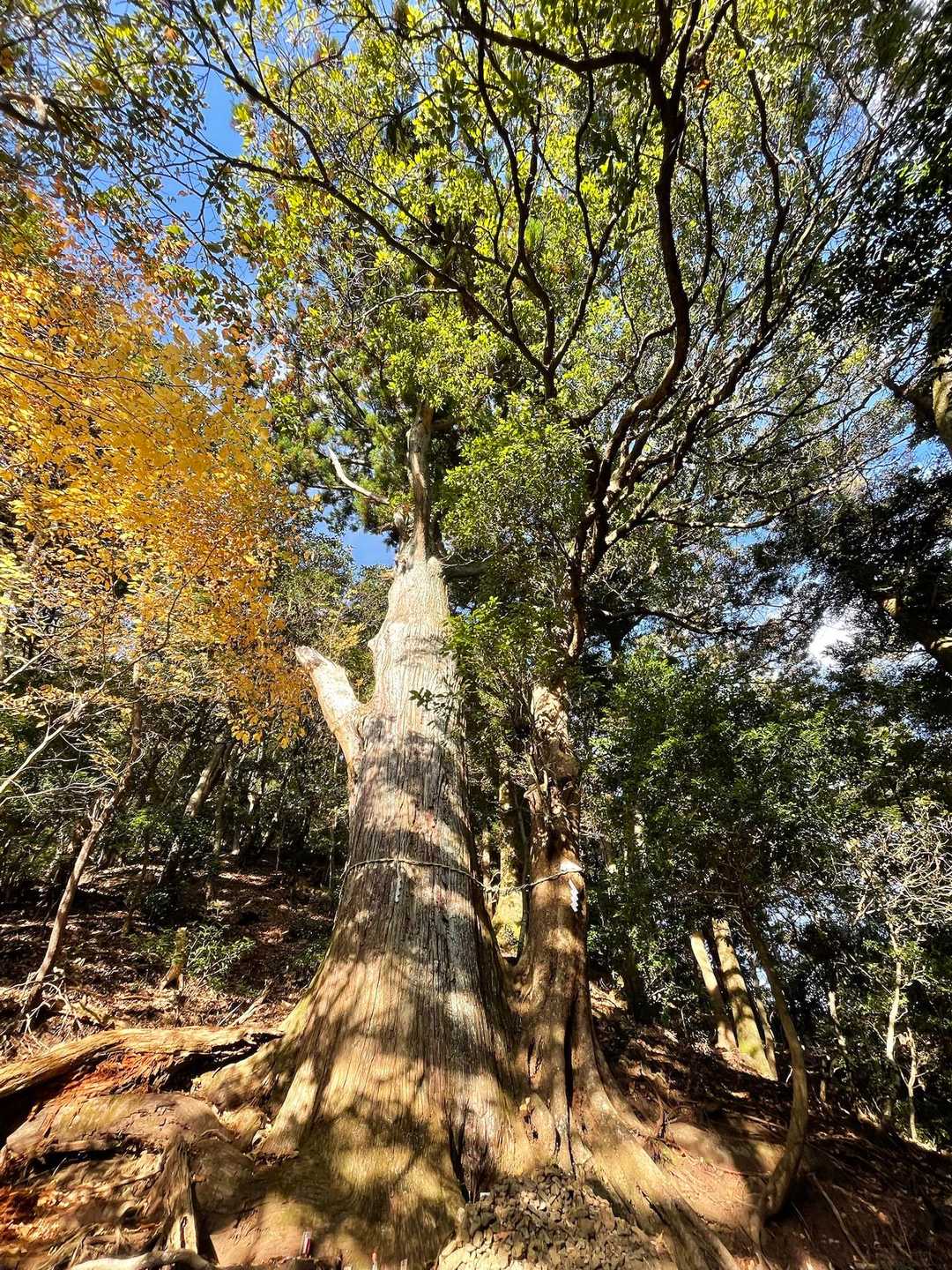 異なる2つの種類の木が寄り添って、まるで一本の大木のようにそびえ立ってる…こんなふうになるには、どんな歴史があったのだろうか🤔