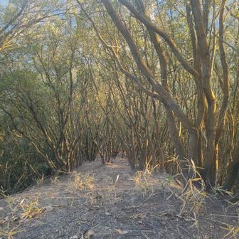 鉄塔からが激急登でした！
登りも下りも慎重に🫠🫠🫠