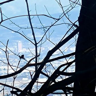 でも木々の合間から、しぶとく群馬県庁発見‼️🤭